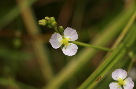 Gewöhnlicher Froschlöffel (Alisma plantago-aquatica) - © Emanuel Trummer